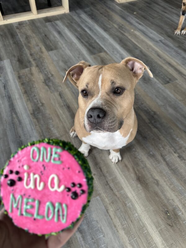 One in a MELON Dog Treat Cake - Image 6